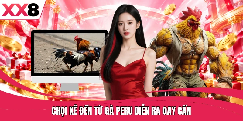 Chọi kê đến từ gà Peru diễn ra gay cấn